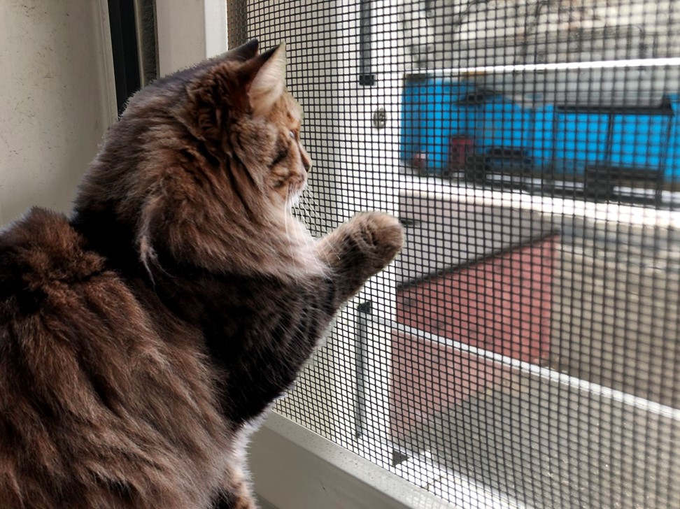 Антикошка полотно Pet Screen